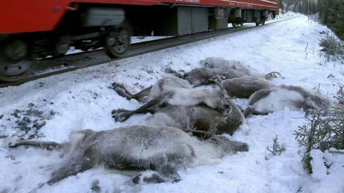 reindeer-AFP