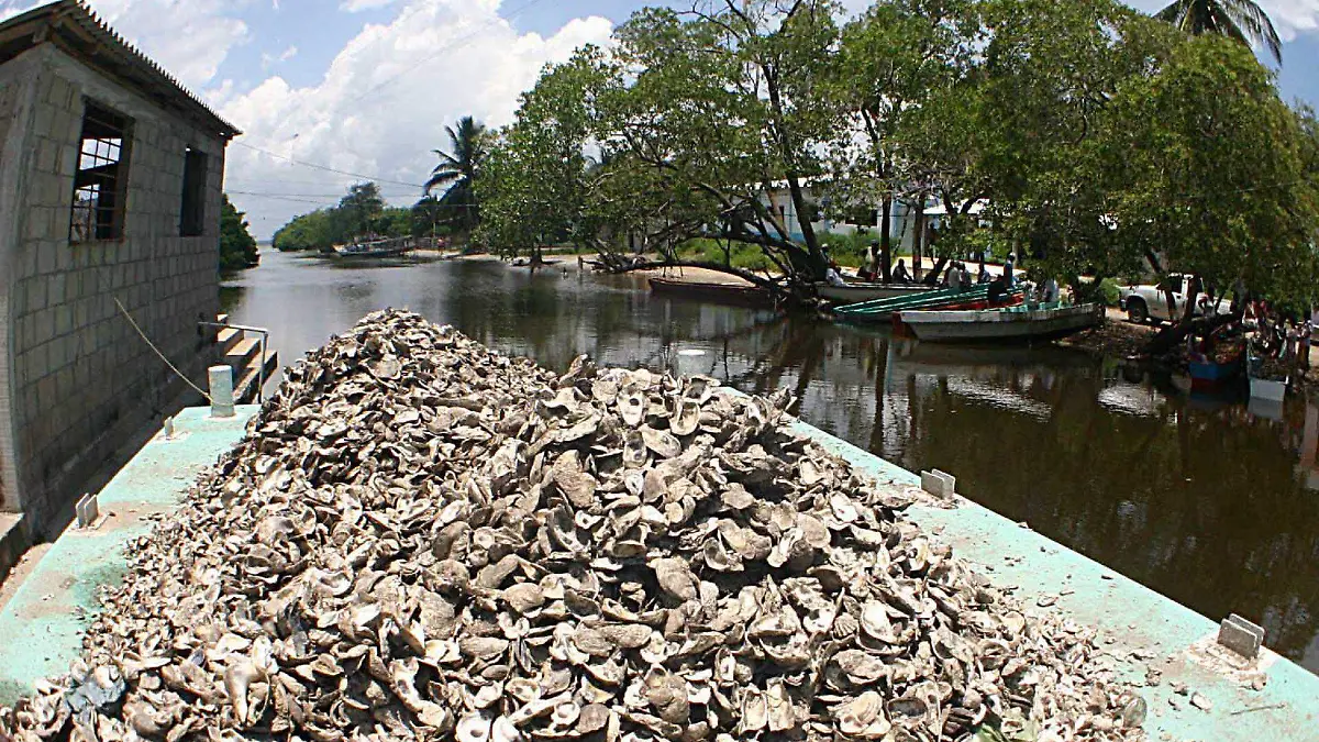 La venta de este tipo de molusco debe ser en lugares establecidos 