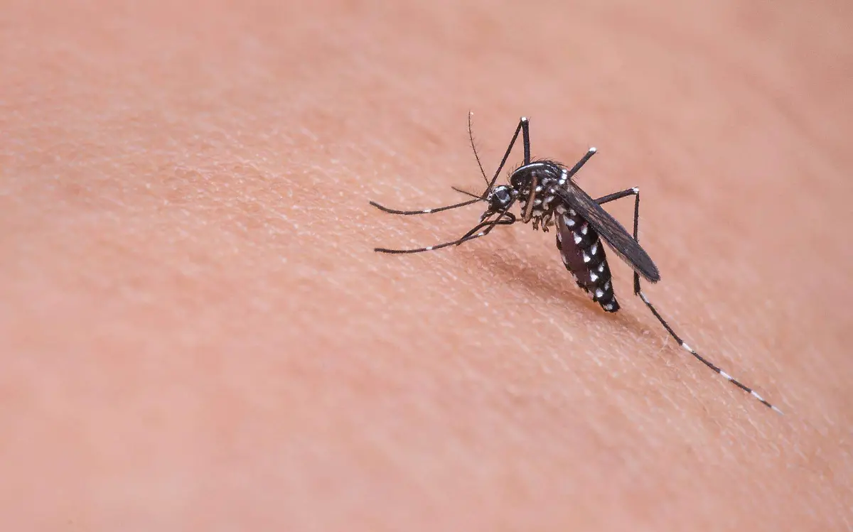 Una picadura de mosquito te puede privar la vida, es la hembra la que puede transmitir el dengue