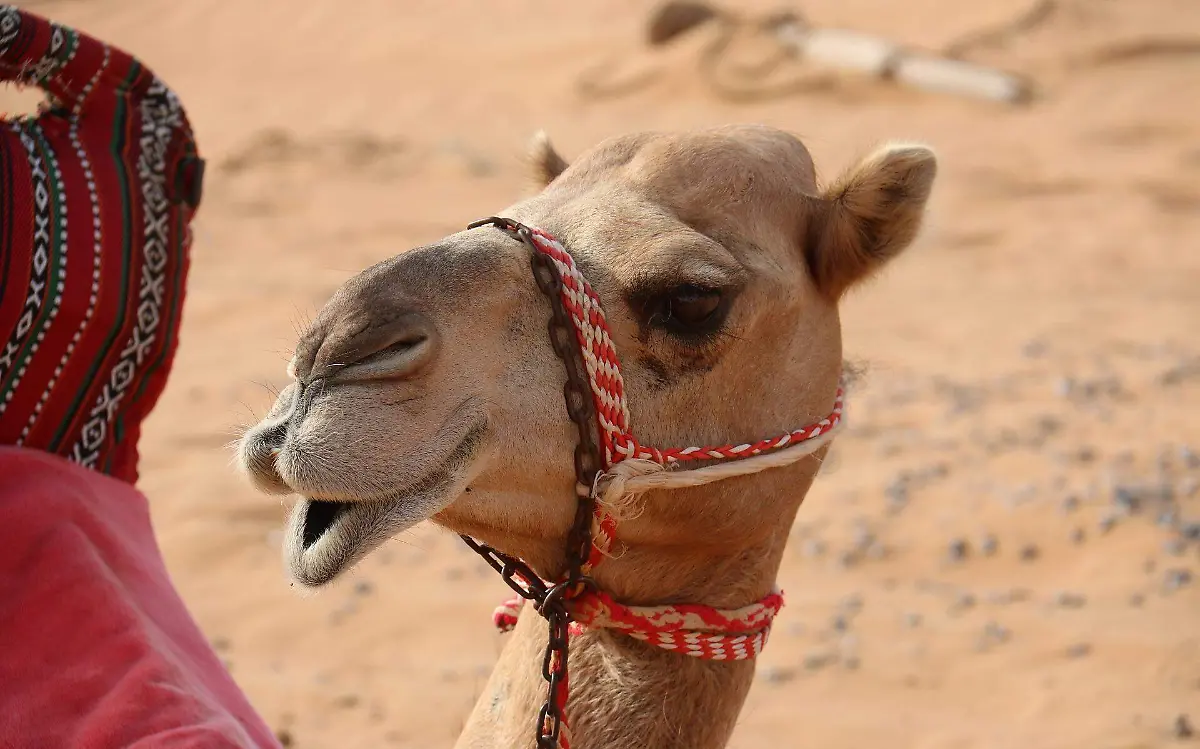 Tras el Mundial de Qatar, buscan en Tamaulipas a portadores del 'virus del camello' Pixabay