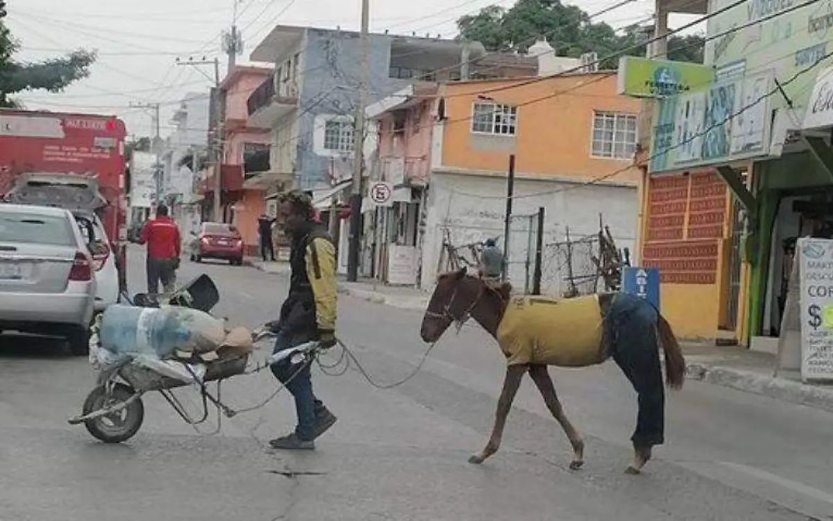 Detectan a caballo con pantalón y camisa en Tampico y se hace viral 