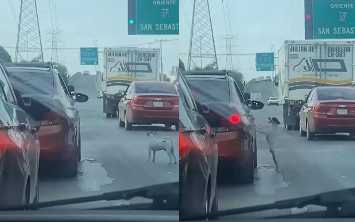 El perrito abandonado en una avenida de Monterrey, Nuevo León intentaba volver al auto con sus dueños Captura de pantalla Facebook