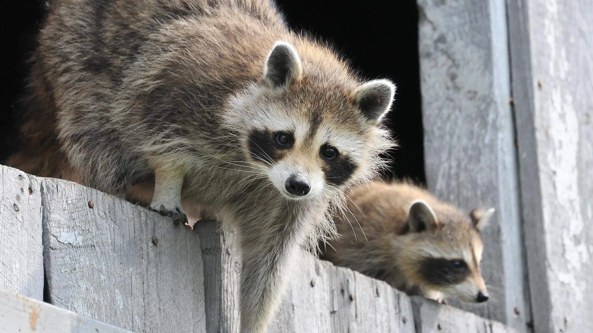 baby-raccoon-1056830_1920