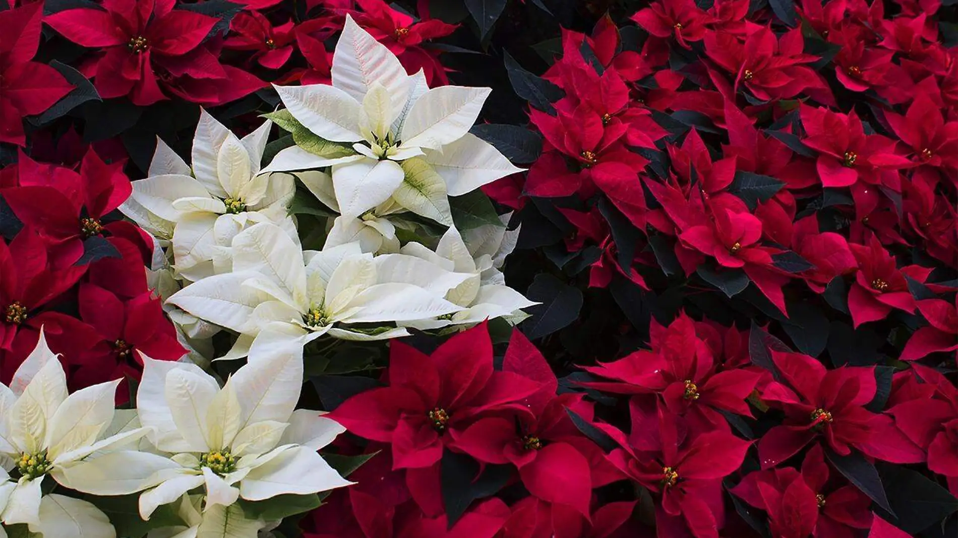 Los productores mexicanos de la nochebuena se han dado a la tarea de promover esta flor no solo por ser decorativa ya que puede ser utilizada para la elaboración de pigmentos que logran dar color en tonalidades rojizas a vestimentas