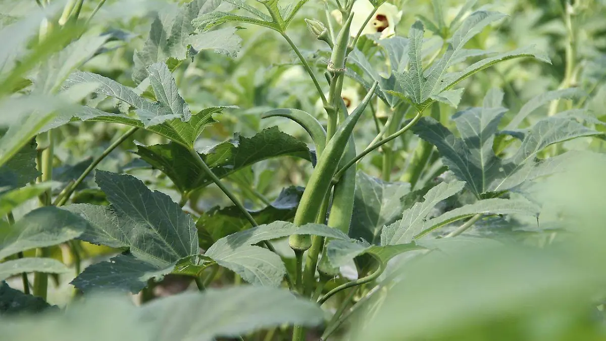 Okra, el cultivo que siembra en el norte de Tamaulipas 