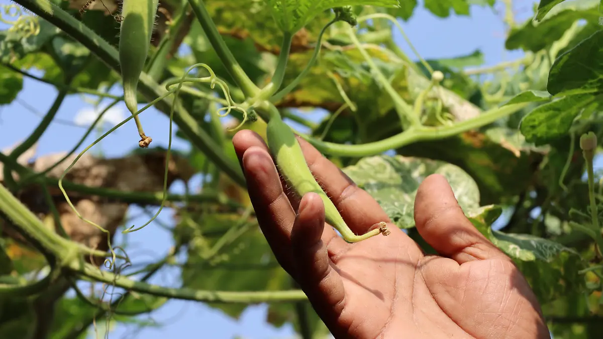 Okra, el nopal mexicano que poco consumen en el país 