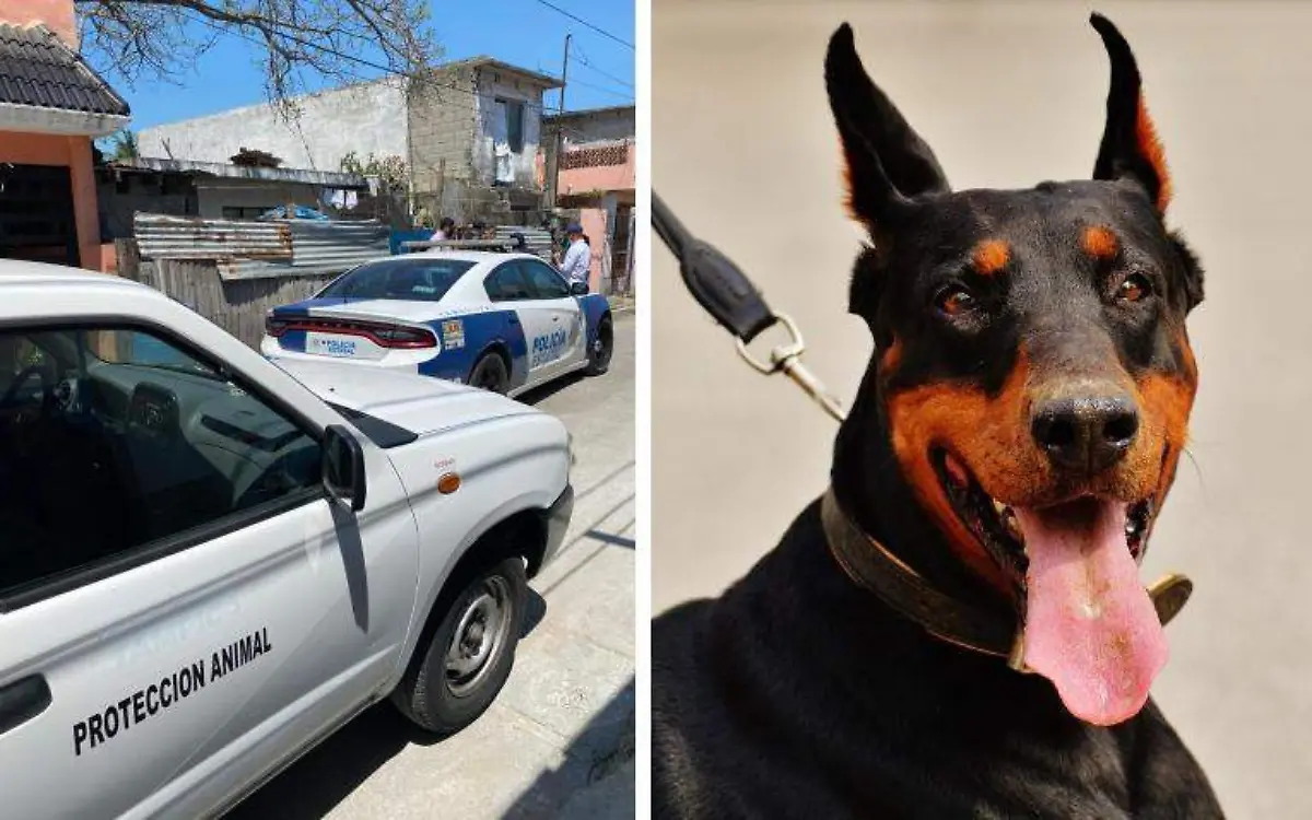En Tampico ya se procede legalmente contra el maltrato de animales Archivo El Sol de Tampico y Pixabay
