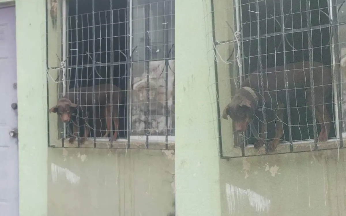 La duda de cómo es que el perrito llegó hasta esa ventana donde quedó atorado fue lo primero que surgió al arribo de los bomberos en Altamira Facebook