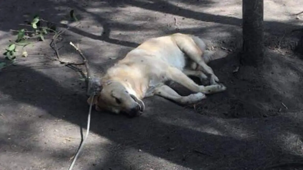 perro-ahorcado-portada