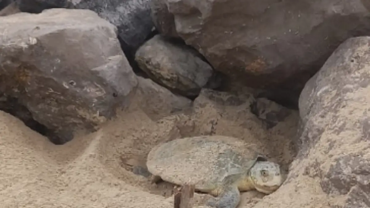 Tortugas lora comienzan temporada de anidación 2023 en playa Miramar 