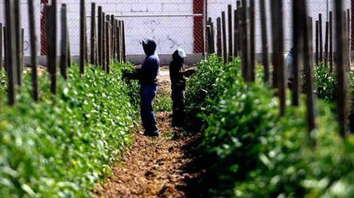 agricultura-mexico