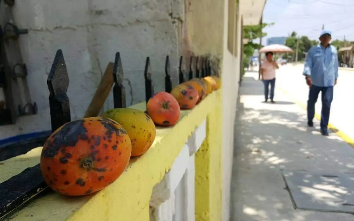 Mangos sobre la barda de una casa en Ciudad Madero Antonio Sosa