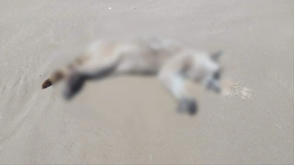 Image 2020-06-05 at 14.08.01