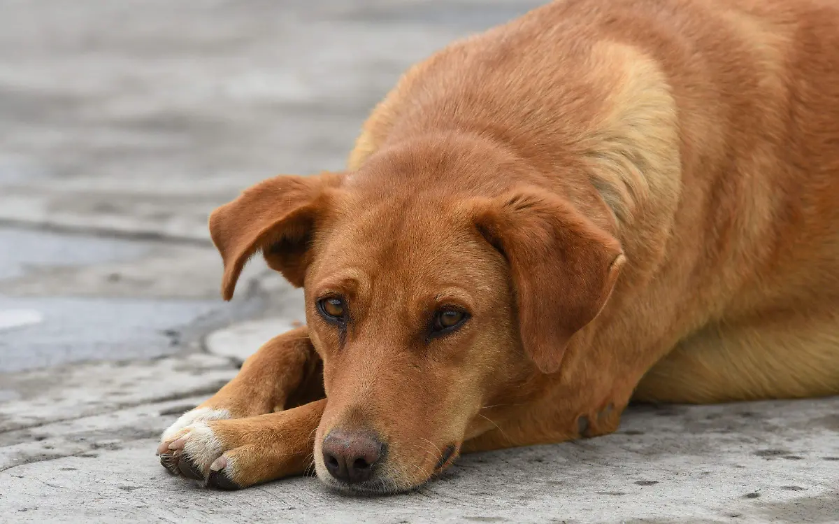Perros están muriendo por golpe de calor en ciudad Madero  
