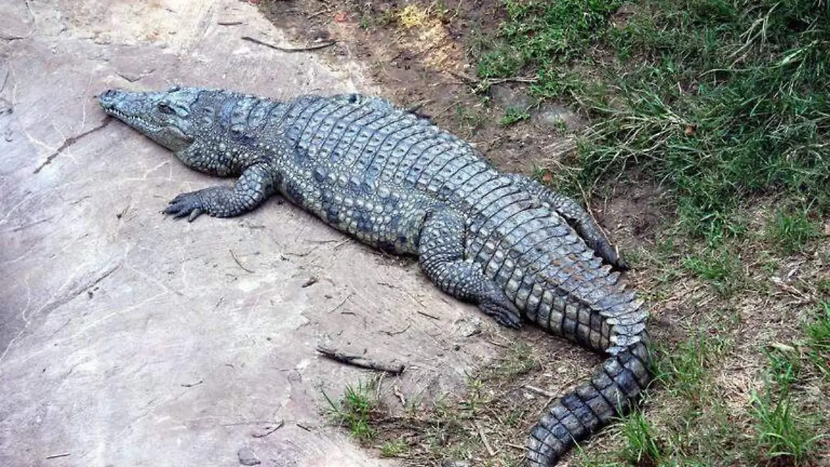 Capturan cocodrilos en Ciudad Madero 