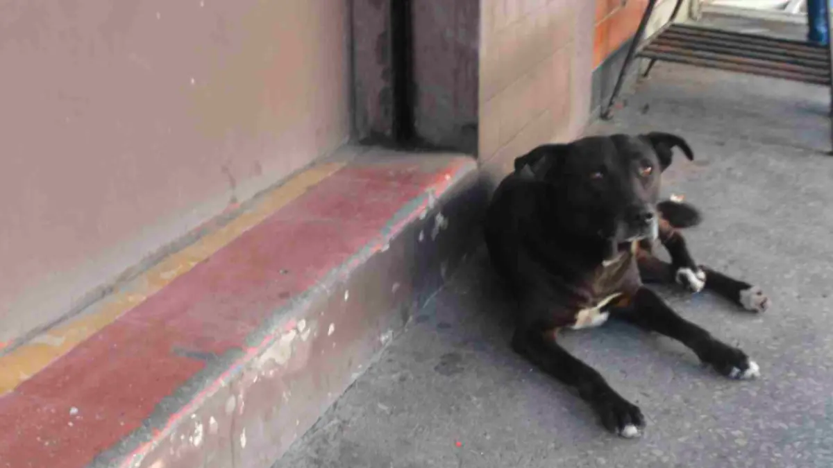 Captura de Pantalla 2020-07-20 a la(s) 19.45.37