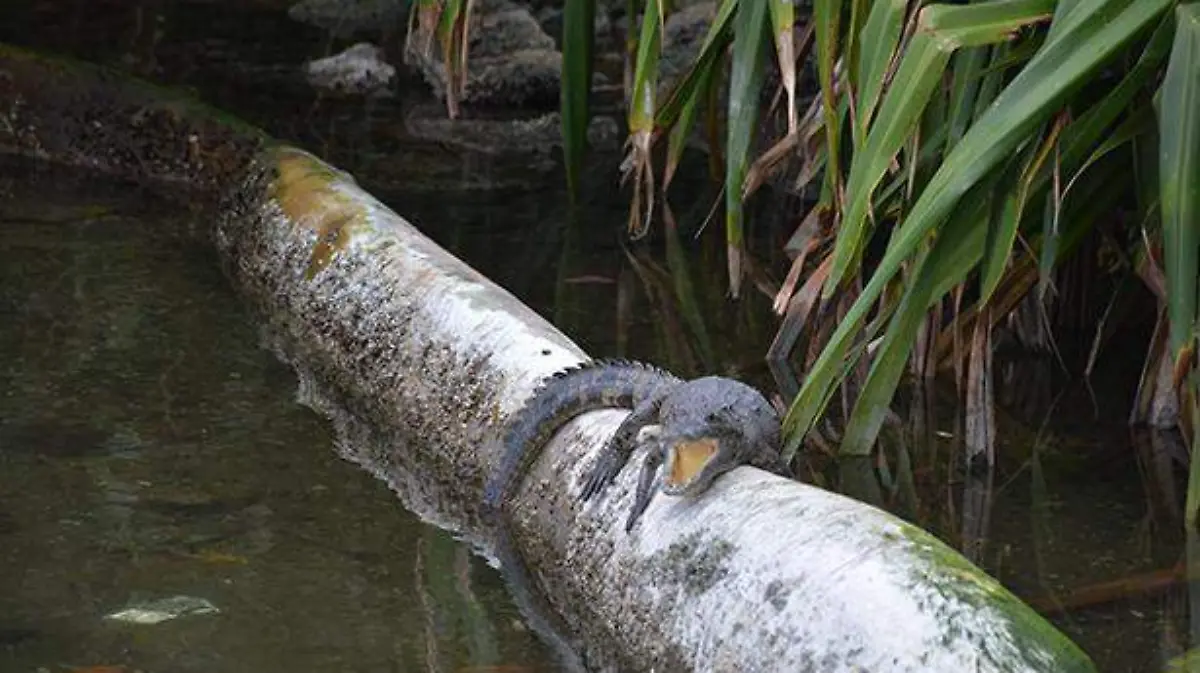 “operación cocodrilo”2