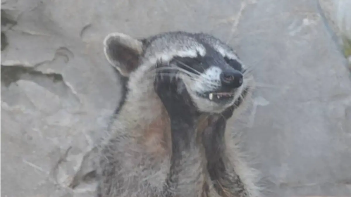 Captura de pantalla 2019-01-22 a las 11.50.35 a.m.