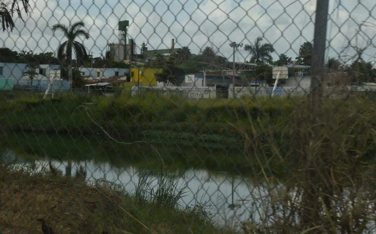 Cocodrilo aparece en cárcamo cerca de dos escuelas en Altamira 