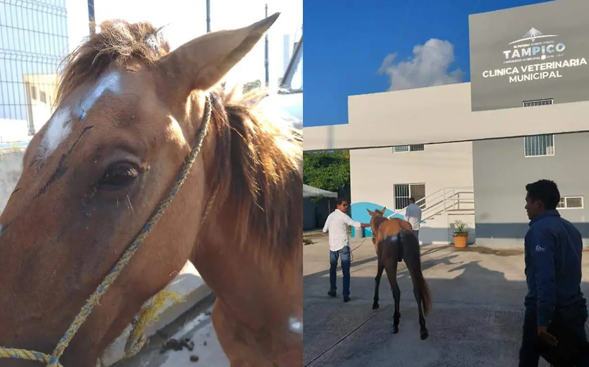 Atropellan a caballo en Tampico, es llevado y atendido en la Clínica Veterinaria Municipal Facebook @ProtecciónAnimalTampico