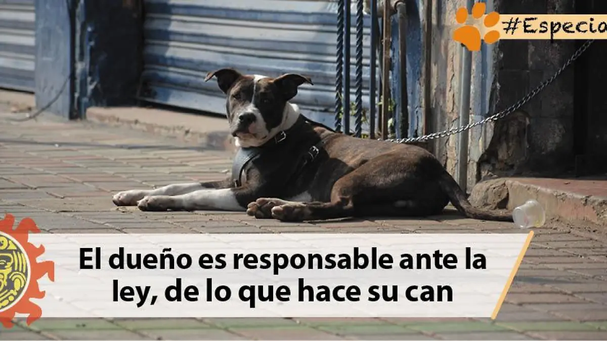 perros
