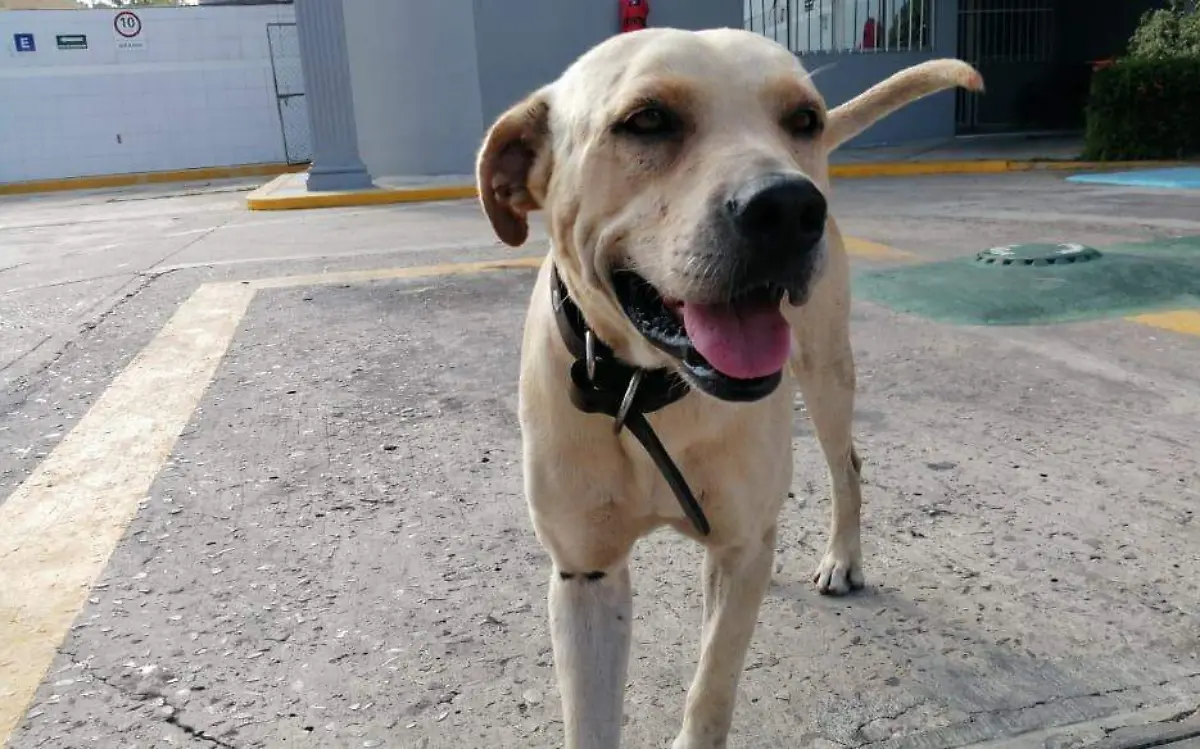 Randy es el perrito que en 2019 salvó a una gasolinería de Ciudad Madero de un asalto Juan Hernández (2)