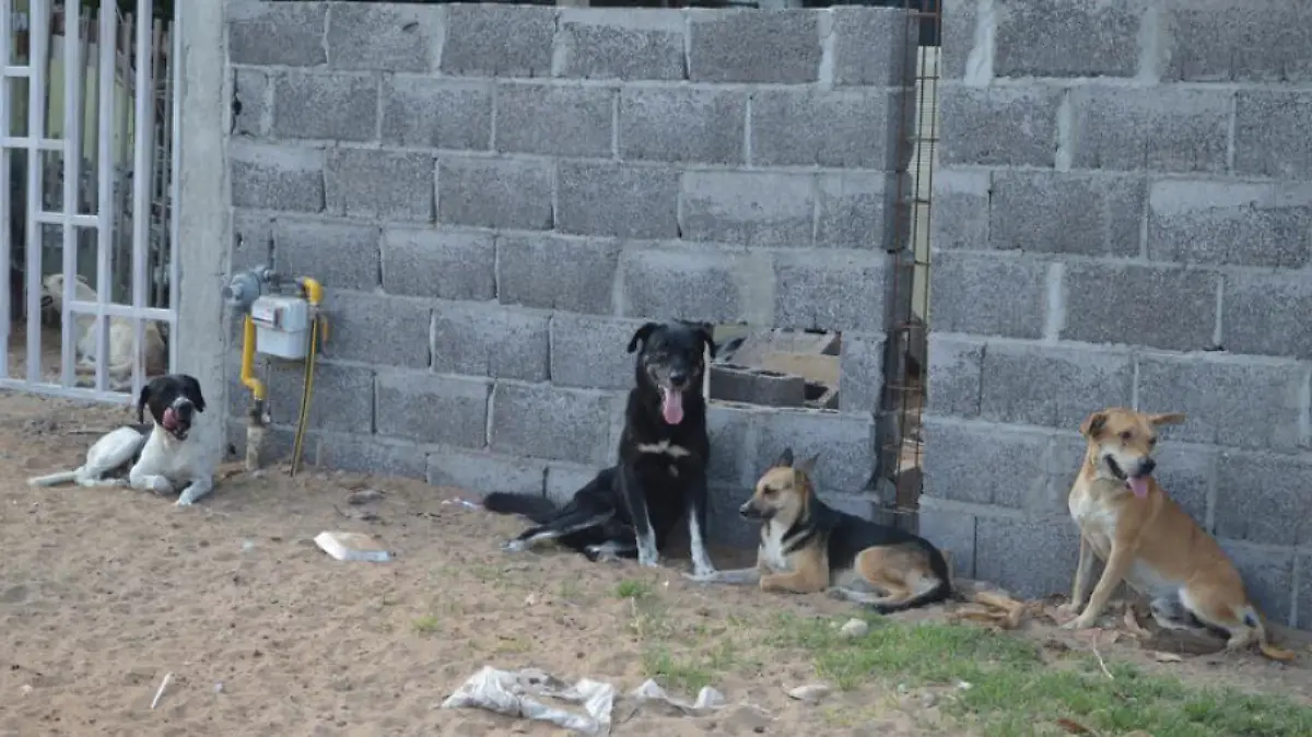 Captura de Pantalla 2019-08-15 a la(s) 10.23.24