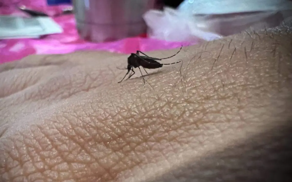 El caso de dengue grave lo padece una menor de edad de ciudad Madero 