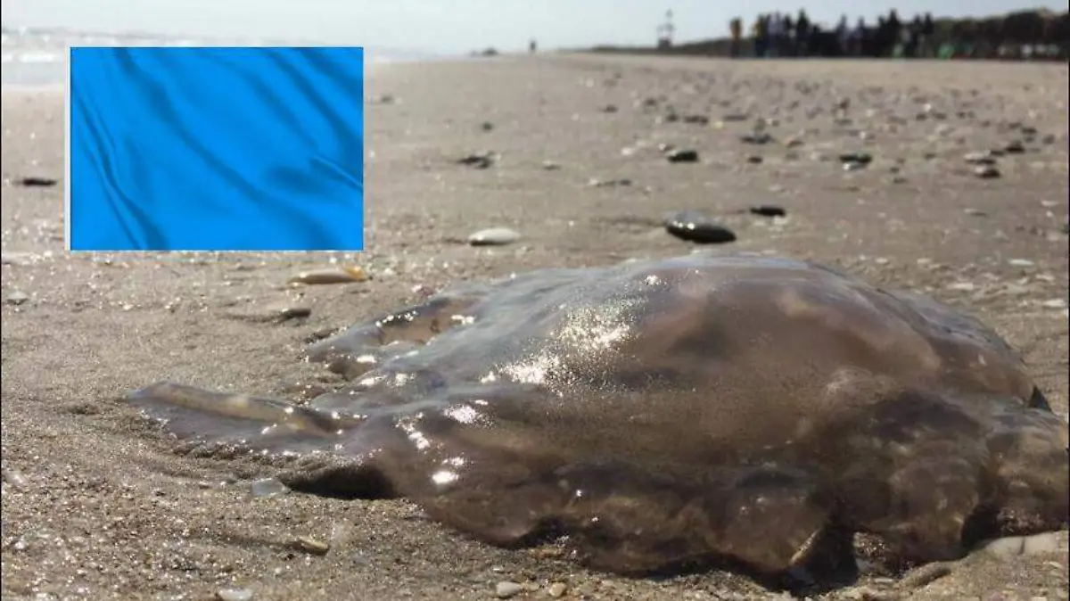 Captura de pantalla 2019-04-11 a las 5.50.24 p.m.