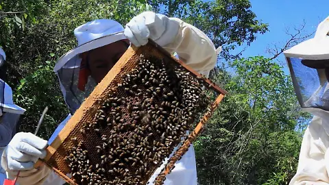 En cinco años Tamaulipas se podría quedar sin abejas - El Sol de Tampico | Noticias Locales, Policiacas, sobre México, Tamaulipas y el Mundo