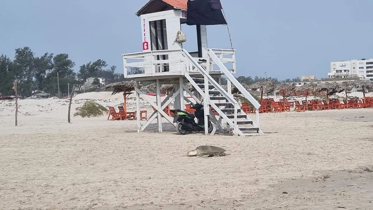 Tortugas Lora desovan en Playa Miramar 