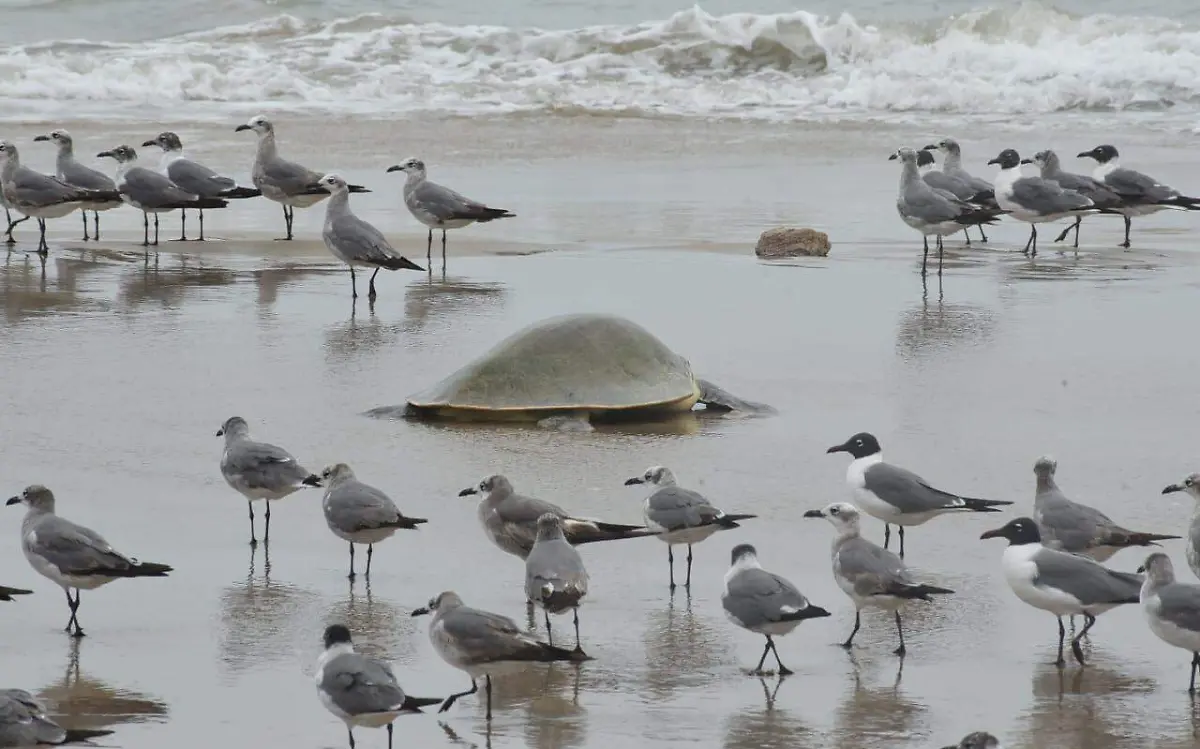 Las primeras tortugas lora comenzaron a llegar a las costas de Tamaulipas, comenzando así la época de arribada de esta especie para depositar sus huevos este 29 de marzo
