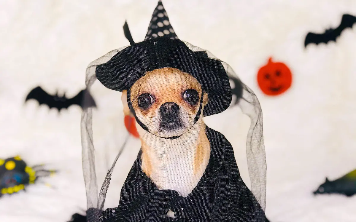 Habrá concurso de disfraces para perros en Ciudad Madero | Pexels-veronica-4228190