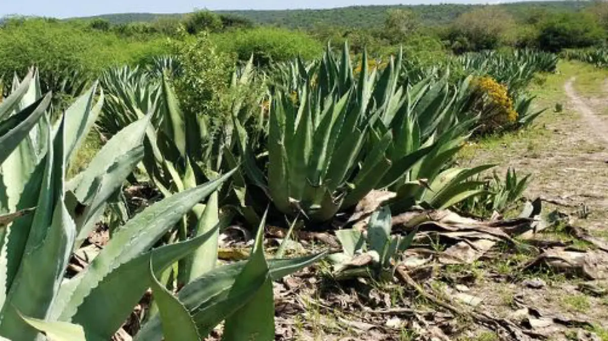 Captura de Pantalla 2019-09-11 a la(s) 19.11.02