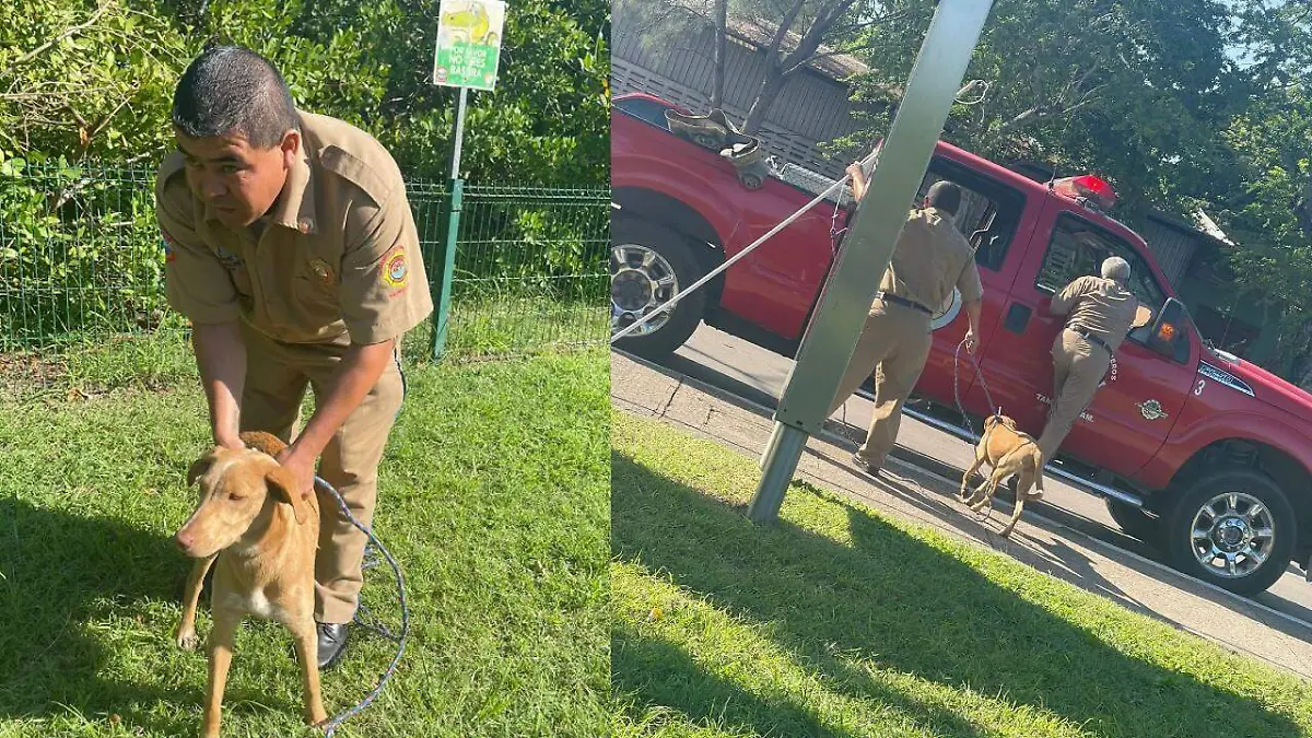 Los bomberos rescataron a un perrito abandonado en la laguna del Carpintero