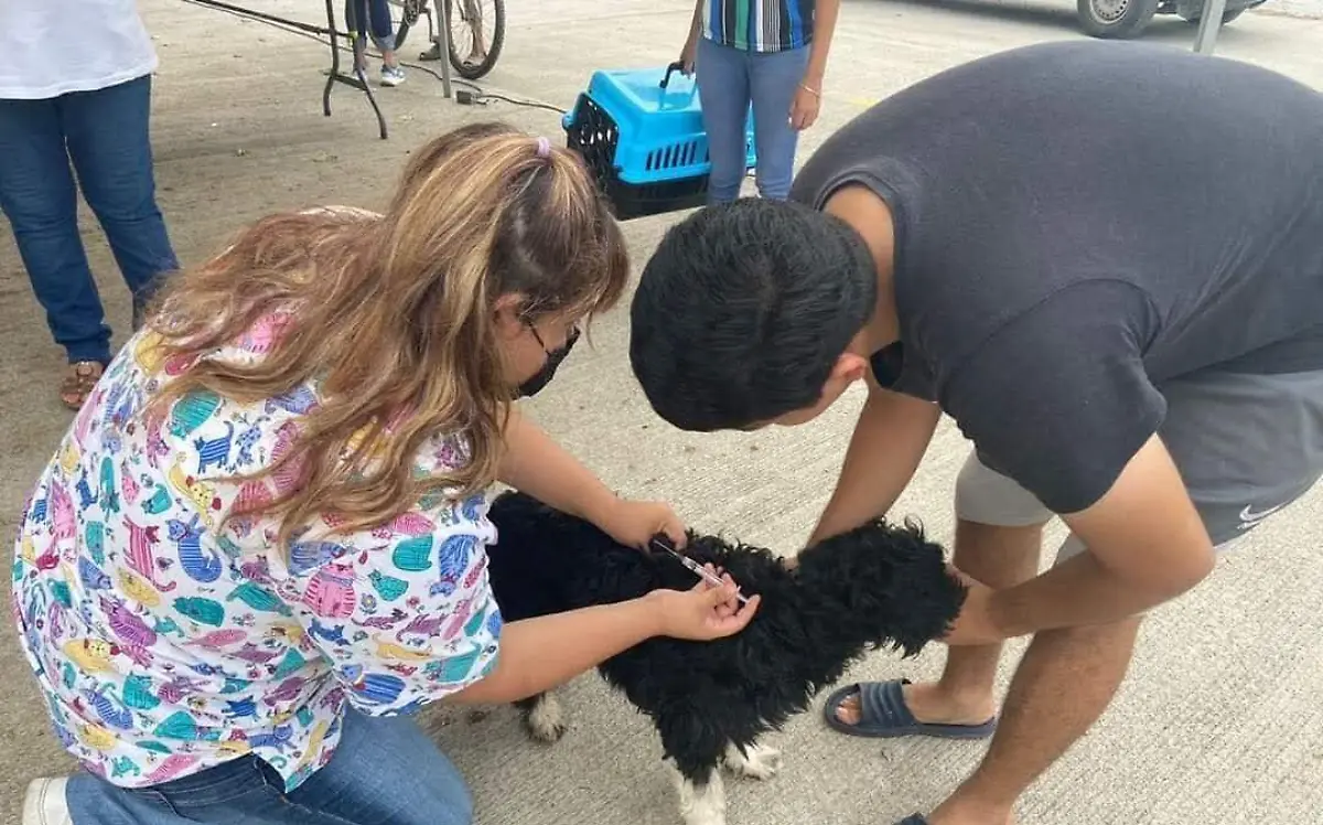 Tampico lleva 5 meses sin vacunas contra la rabia | Yadira Hernández 