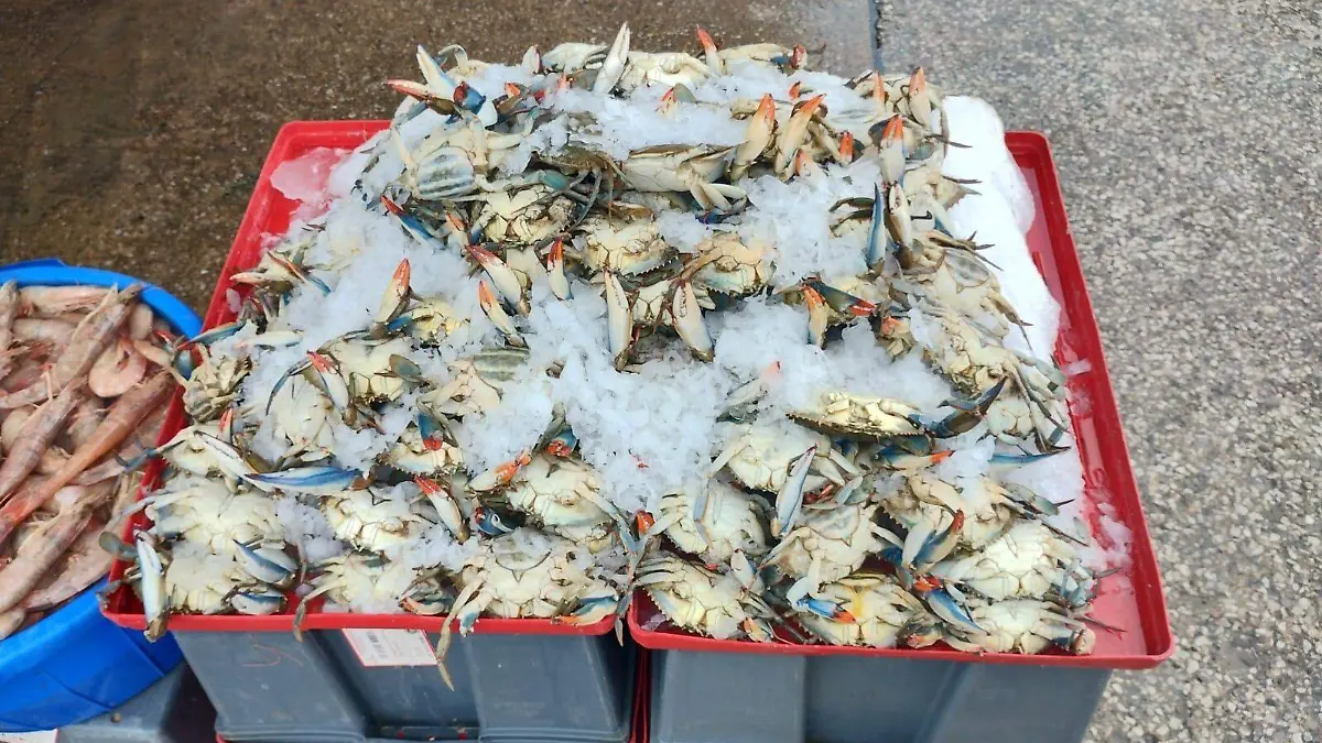 Jaiba se escasea en puerto de Tampico 