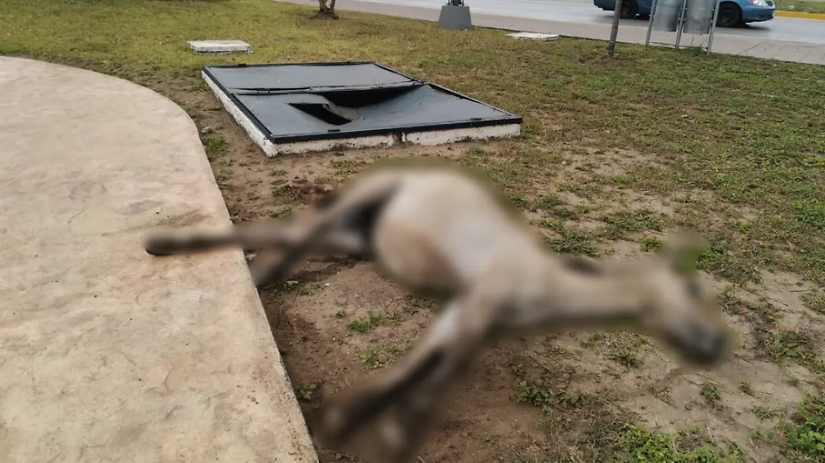 Captura de Pantalla 2020-03-14 a la(s) 12.35.52