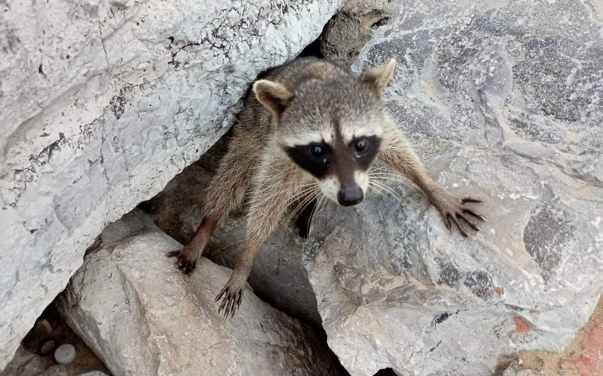 Van por reubicación de mapaches de Playa Miramar 