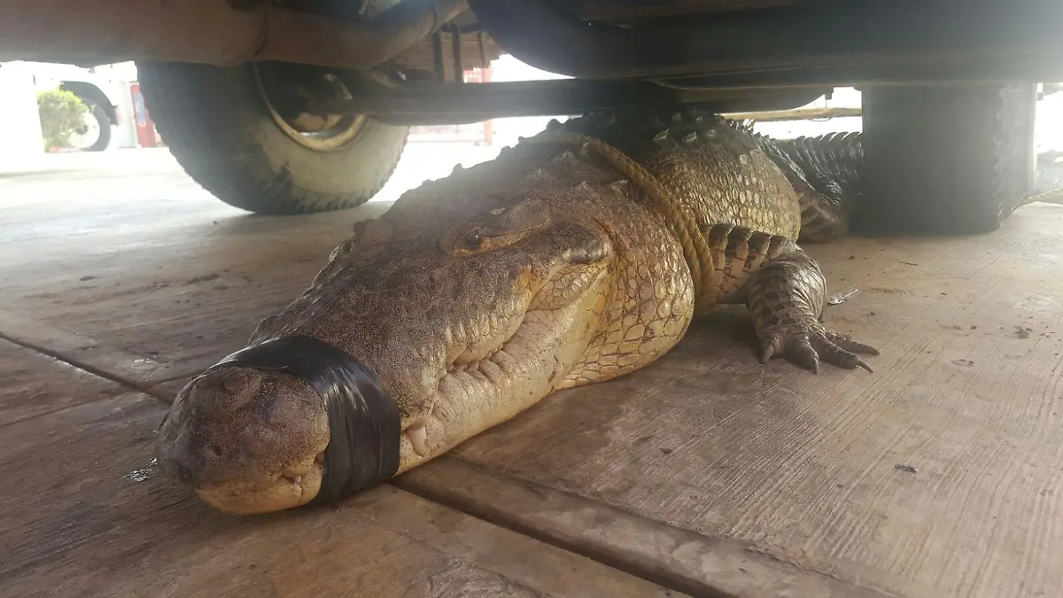 WhatsApp Image 2017-04-18 at 14.10