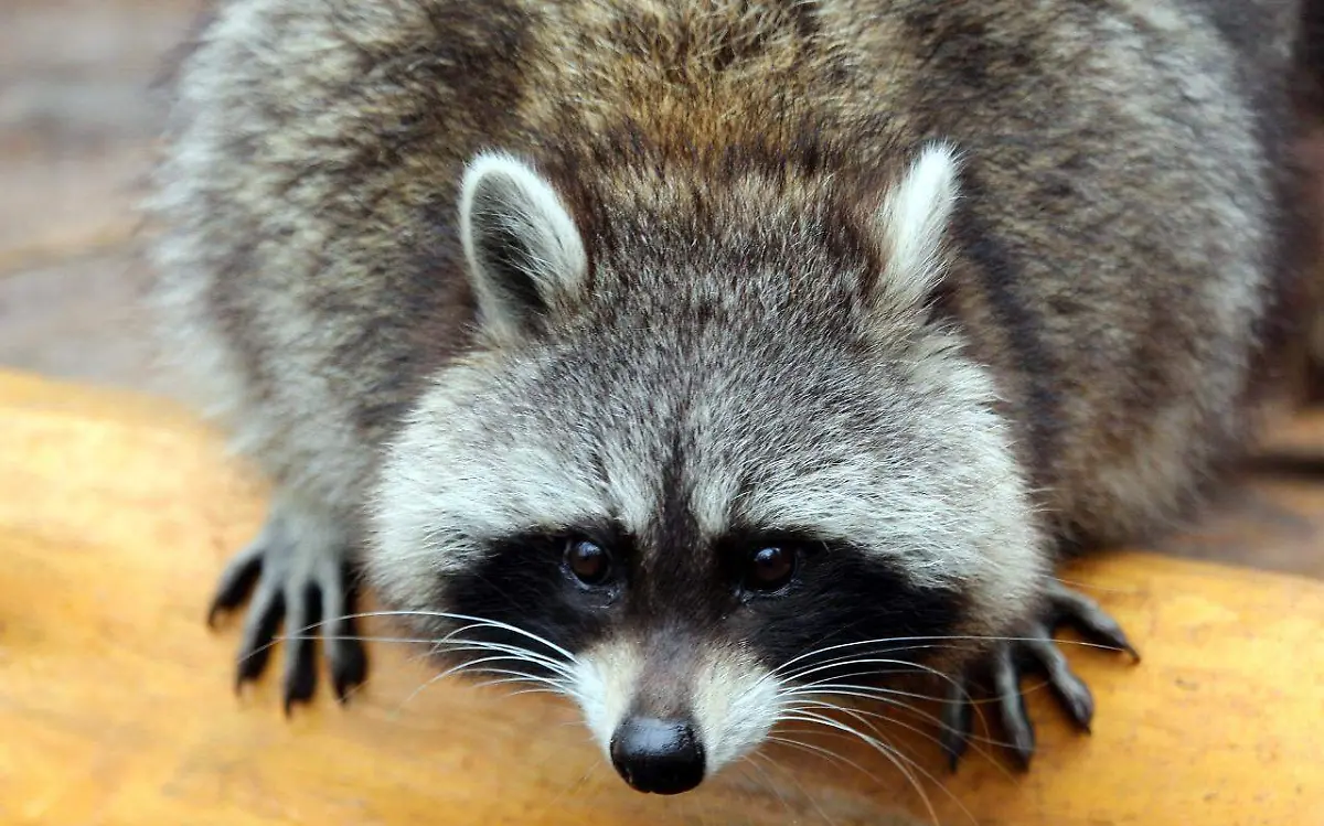 Atrapan a mapaque que invadía el Ayuntamiento de Tampico 