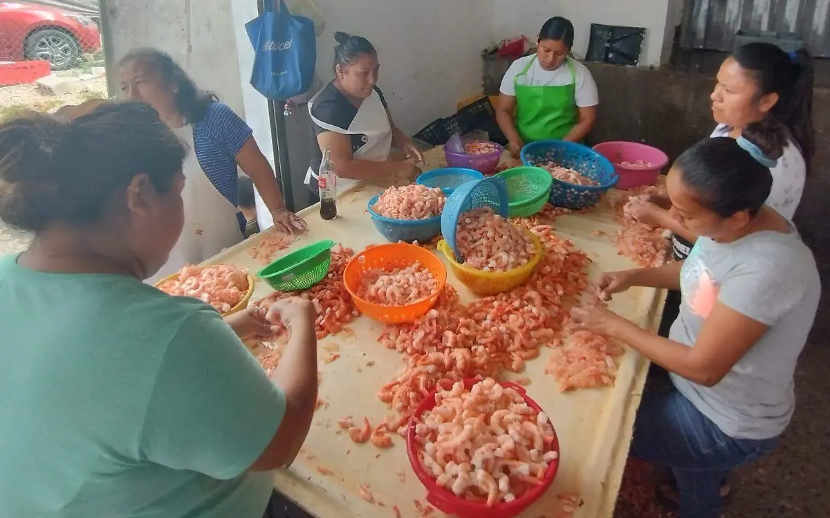 Descpicadoras en crisis tras ampliarse veda de camarón a octubre 