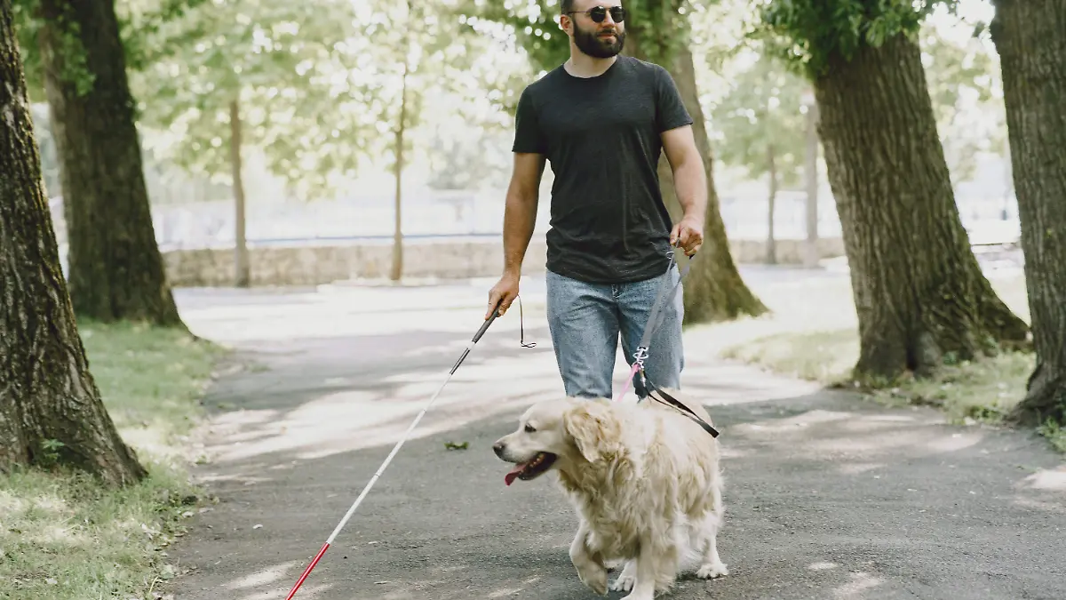 Estos animalitos, nobles con el ser humano, son entrenados para realizar diversas labores