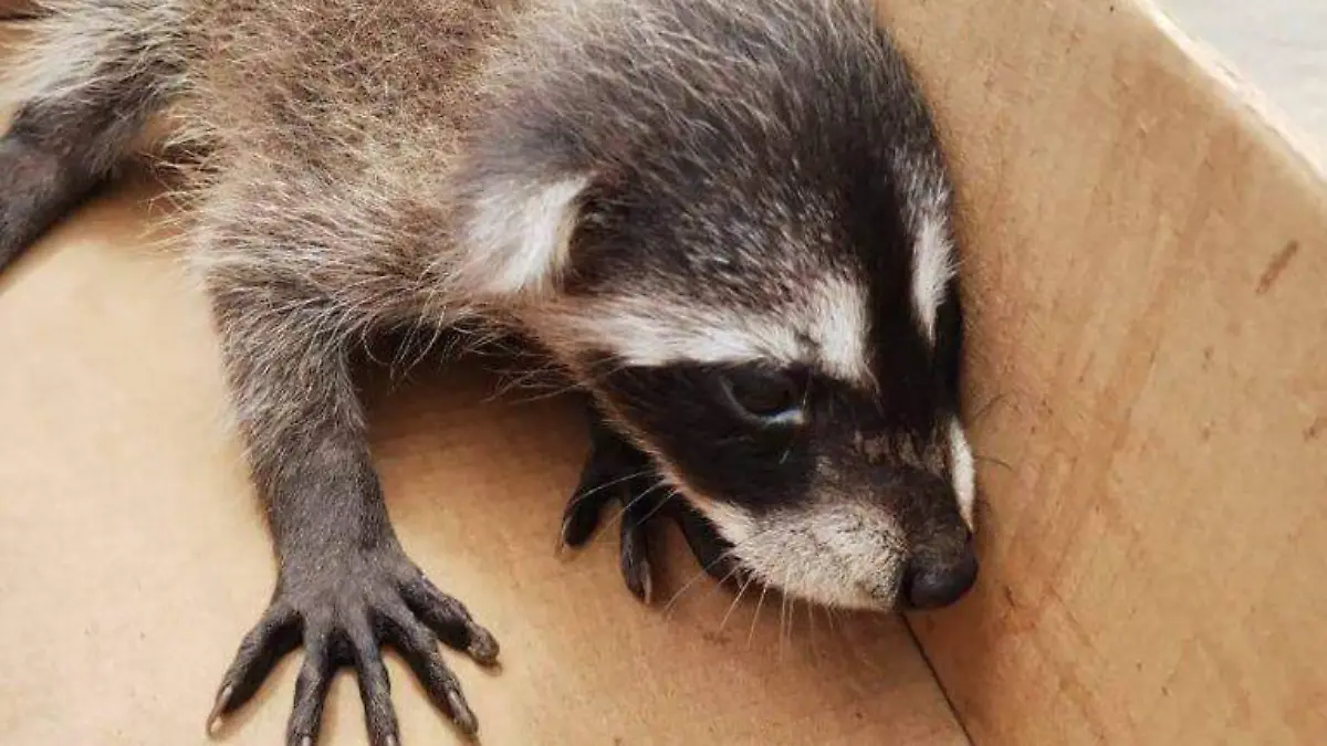 Rescatan a familia de mapaches y a una águila en Altamira 