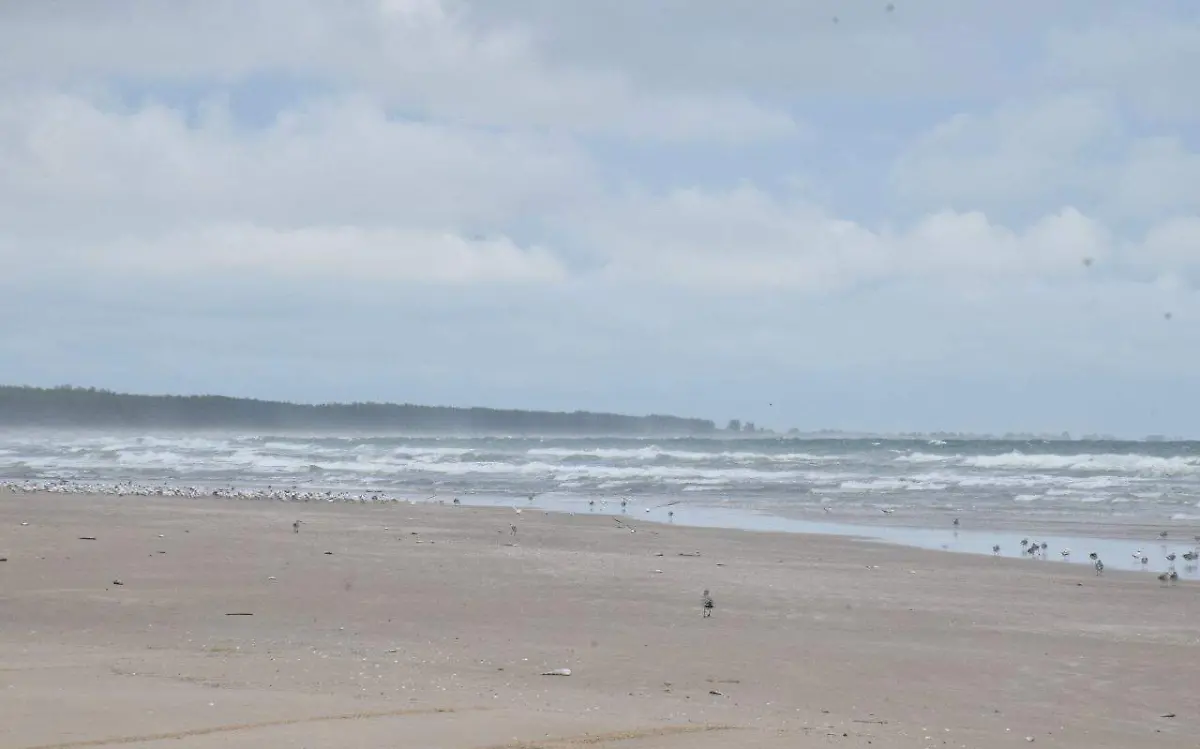 Marea roja en Gofo de México afecta a playa Tesoro 