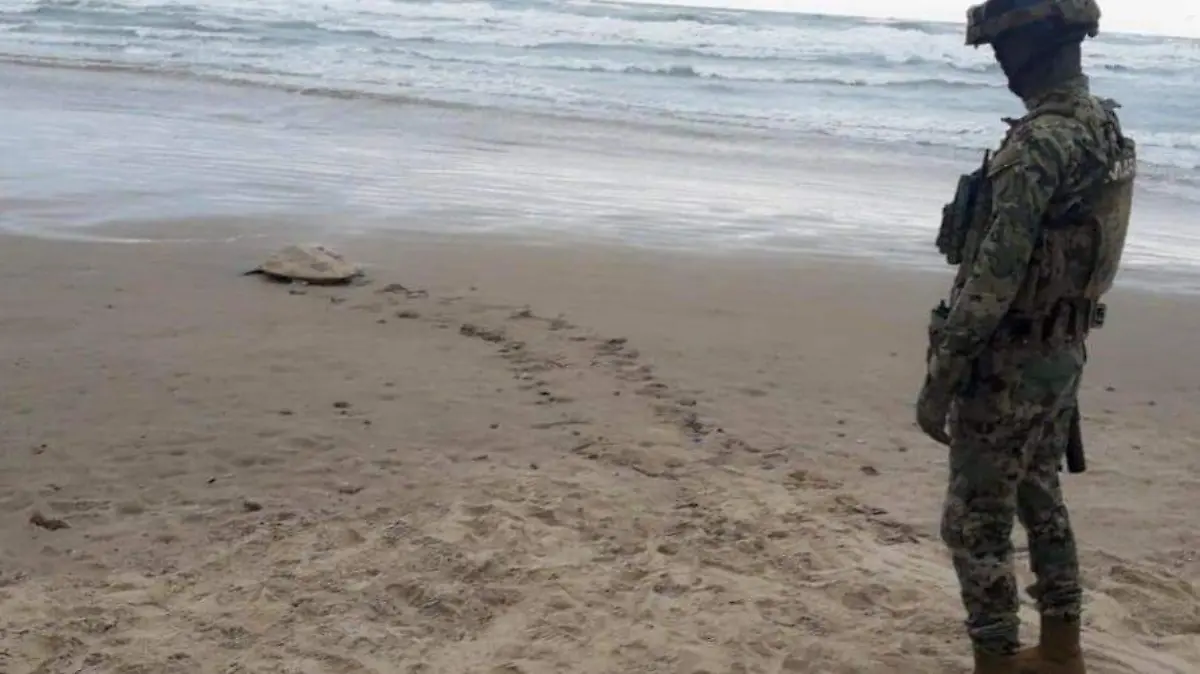 Autoridades federales de la Secretaría de Marina y de la Comisión Nacional de Áreas Naturales Protegidas (Conanp) han establecido acciones para el resguardo de la tortuga lora en Tamaulipas