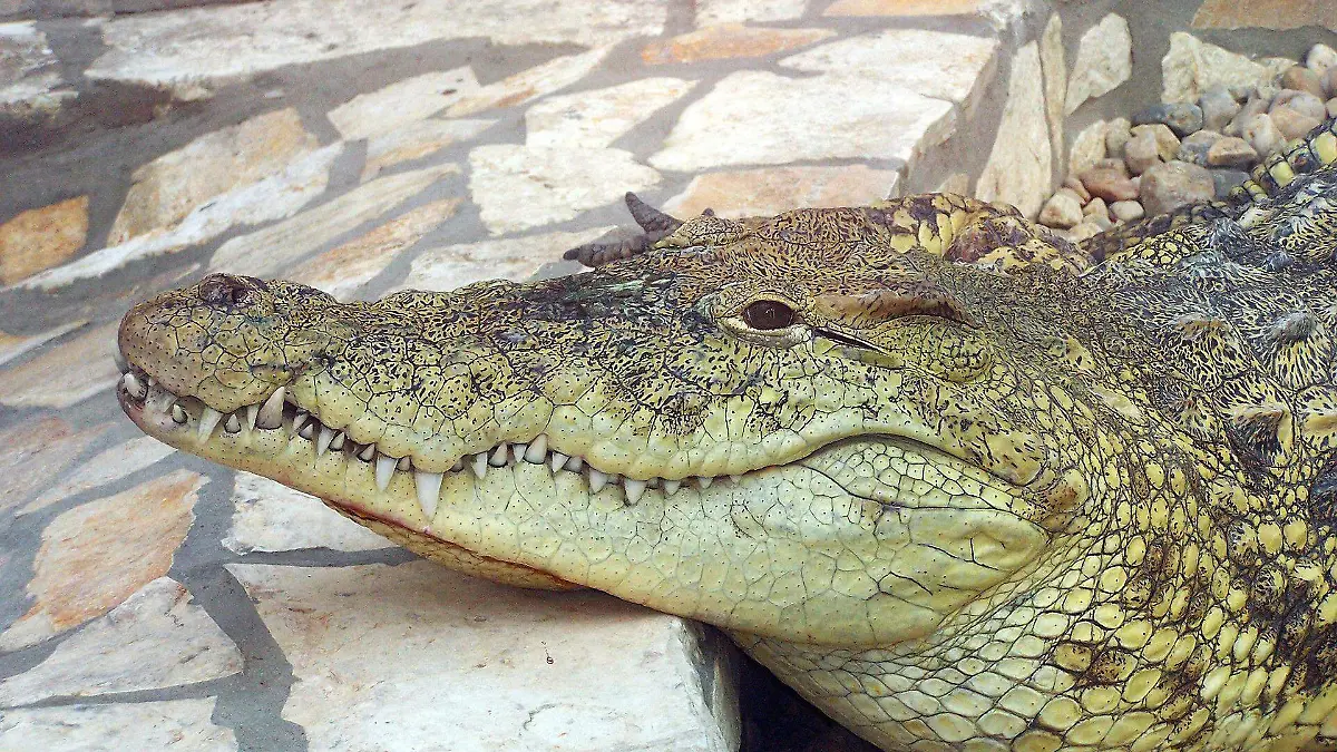 crocodile-g358c520ae_1920