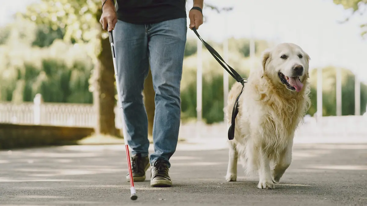 El 26 de abril se celebra a estos nobles animalitos que no solamente nos sirven de compañía 