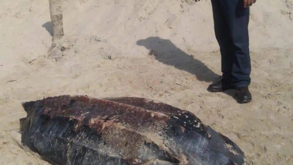 Image 2019-02-17 at 15.24.59