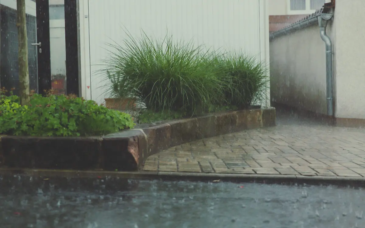 Agua lluvia para regar plantas | Pexels jpg